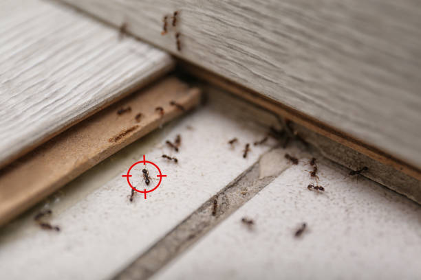Best Termite Control Services  in Fort Oglethorpe, GA