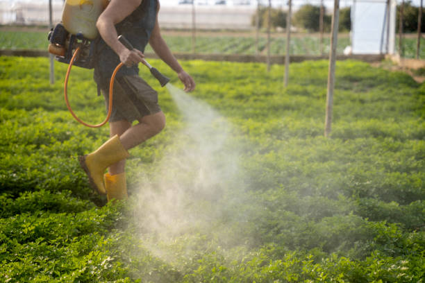 Best Local Pest Control Services  in Fort Oglethorpe, GA