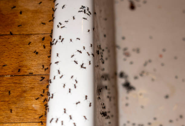 Best Pest Control Near Me  in Fort Oglethorpe, GA